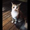 しょうちゃんnet