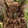 フクロウの卵