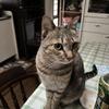 りんねだよ