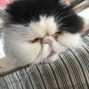 からわさ