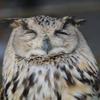 OwlOwlOwlOwl