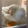 ルナピ