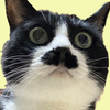 Nya_tage