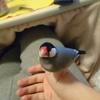 は  る