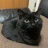 黒猫れいれい