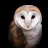 owl_spirit