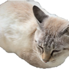 HyperCat Counseling