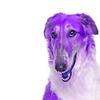 borzoi119