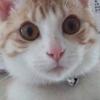 長足どんちゃん