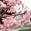 sakura❤︎
