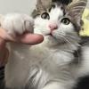 猫好き監督