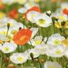 poppy7116