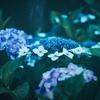 Ail【復活】