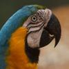 jungleproperu