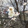 Suwa0423