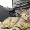 kitsunet