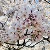 猫桜ねこさくら