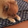 はるのよる