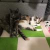 ねこすきすき