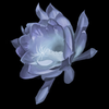 Rosanna