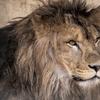 Lion_bleu