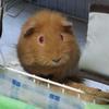 ✴️みぃちゃんママ