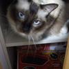 ねこねこ相談室