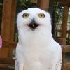サンセットヨシ