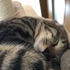 ねむけ