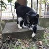 かぴねこ
