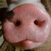 suger pig