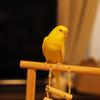 ひよひよこ2