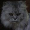 さゆねこ