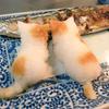 にゃんパパ