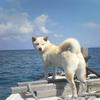 iriomote34313431