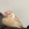 むぎねず
