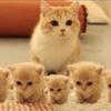 Catlovershiggy