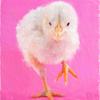RedChicken444JP