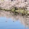 まろんころん