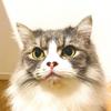 ぱんノ助の主（みさきち）
