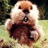 Caddyshack