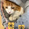 にゃんこ堂（住宅コンサルタント）