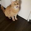 なかじましどう