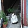 猫）こ