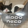しっぽ猫