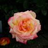 colore stella