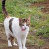 便利屋やまねこ