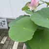 ひつじ7878