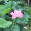 菜桜子