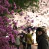 桜 さく